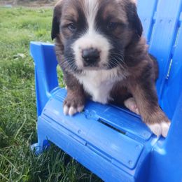 Companion Cross and Saint Bernard Puppies from Coleman Saint Bernards of Ohio