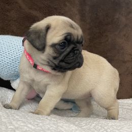 Pug Puppies from PugsncuddlesTN