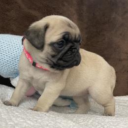 Pug Puppies from PugsncuddlesTN
