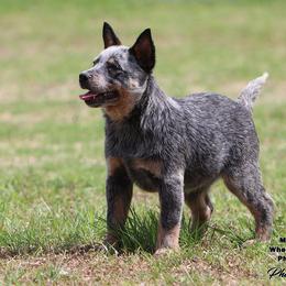 Mazie Girl 4 - Blue speckled female Australian Cattle Dog puppy in Point, Texas from Lakylu Kennels