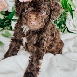 Rouge - Brown and white female Cockapoo puppy in Otisville, Michigan from Danie’s Darling Doodles LLC