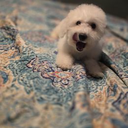 Scooby - White male Bichon Frise puppy in Altmar, New York from Abbott Animals