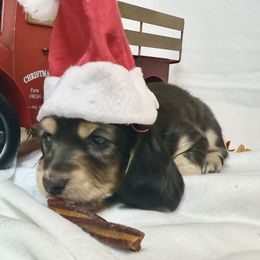 Boy 4 - Chocolate and tan male Dachshund puppy in Somerset, Pennsylvania from Rae’s Dapper Dachshunds
