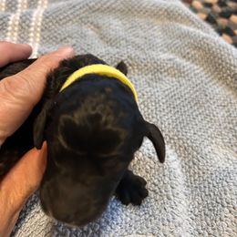 Girl 1 - female Poodle puppy in St. Johnsbury, Vermont from Poodles of the Northern Woods