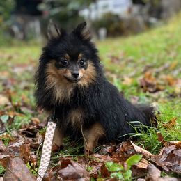 Sequoyah - Pomeranian