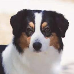Nala - Australian Shepherd