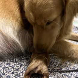 Gaia - Golden Retriever