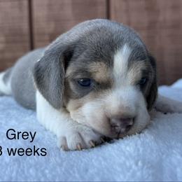 Grey AKC - Blue tan and white male Beagle puppy in Rogersville, Missouri from Hales Little Beagle Haven