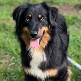 Beyonce - Australian Shepherd