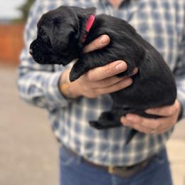 Pink Collar - Black female Labrador Retriever puppy in Longview, Washington from Northwest Cairn Terriers