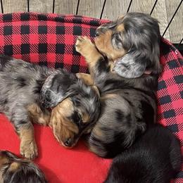 Dachshunds from Krysta Wasson