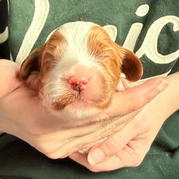 Spike - Red male Cavapoo puppy in Kalamazoo, Michigan from Sleeping Bear Kennels
