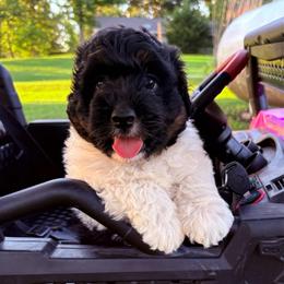 Belle - Black tri-color female Aussiedoodle puppy in Missouri from Mini AussieDoodles on Meadow Lane