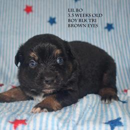 Lil Bo - Black tri male Miniature Australian Shepherd puppy in Patterson, North Carolina from DreamLine Aussies