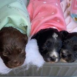 Aussiedoodle, Bernedoodle, and Poodle Puppies from Sis' Doodles & Poodles