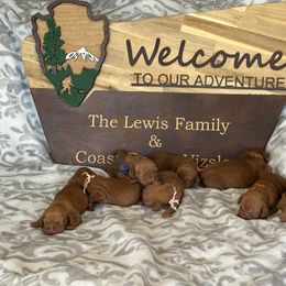 Vizsla Puppies from Coast Range Vizslas