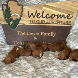 Vizsla Puppies from Coast Range Vizslas