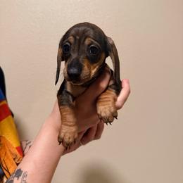 Yellow - Wild  boar and tan female Dachshund puppy in Oakdale, California from Mini Dachshunds