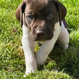German Shorthaired Pointers from J & R’s Elite German Shorthaired Pointers