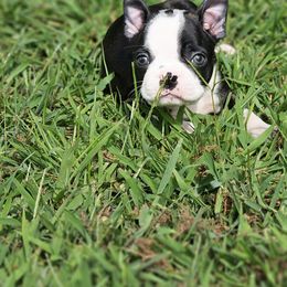 Boston Terrier Puppies from Christy's Boston Butts