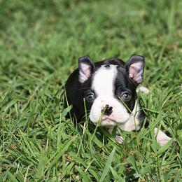 Boston Terrier Puppies from Christy's Boston Butts