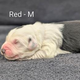 Red - Black and white male Sheepadoodle puppy in Seaman, Ohio from Ohio Valley Sheepadoodles