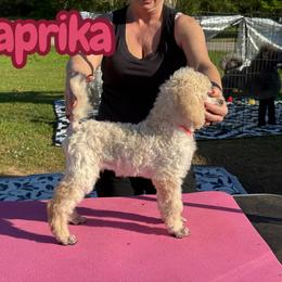 Paprika - White female Poodle puppy in Tallahassee, Florida from Brivali Poodles