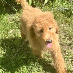 Australian Labradoodle, Goldendoodle, and Poodle Puppies from Grammy's Puppy Love