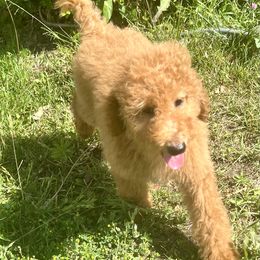 Australian Labradoodle, Goldendoodle, and Poodle Puppies from Grammy's Puppy Love