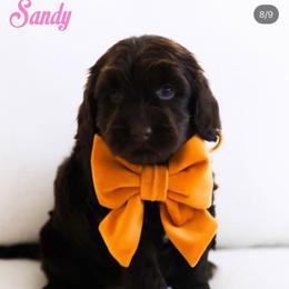 Sandy - Chocolate female Australian Labradoodle puppy in Diamond Bar, California from Furrytaildoodles