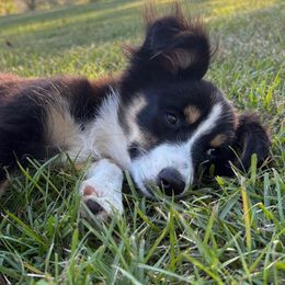 Willie - Black tri male Miniature Australian Shepherd puppy in Taylorsville, Mississippi from Magnolia Aussies
