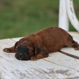 Paris - Wheaten male Whoodle puppy in West Bend, Iowa from Blue Skies Terriers