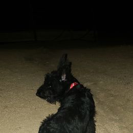 Scottish Terrier All Grown Up from Atta Scottie
