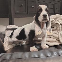 Valentine - Black and white female Basset Hound puppy in Newton Grove, North Carolina from MGA Basset Hound