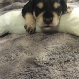 Lance - Black and silver male Miniature Schnauzer puppy in Carriere, Mississippi from Pea Patch Schnauzers