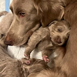Long Haired Weimaraner Puppies from Northern Bluegrass Weimaraners