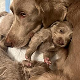 Long Haired Weimaraner Puppies from Northern Bluegrass Weimaraners