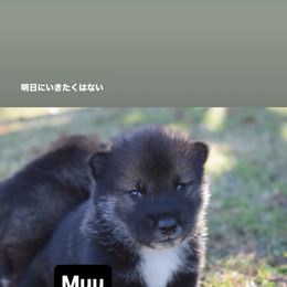 Muu - Black sesame female Shikoku puppy in Tribbey, Oklahoma from Osaka Ninken Shikoku
