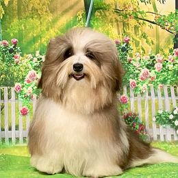 Bella - Havanese