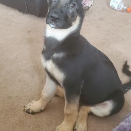 German Shepherd Puppies from Sandy’s Shepherds