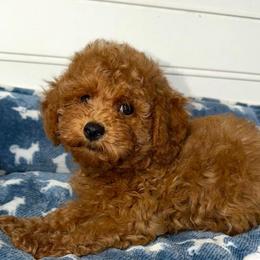 Daffodil - Red  female Goldendoodle puppy in Beecher, Illinois from Erica’s Doodles