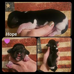 Hope - Piebald female Dachshund puppy in Poplar Bluff, Missouri from DT Dachshunds