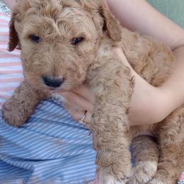 Benny - Red male Bernedoodle puppy in Woodland, Georgia from Bethel Doodle Ranch