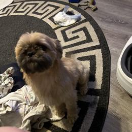 Clyde - Shih Tzu