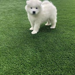 Samoyed Puppies from Diamond Star Samoyeds