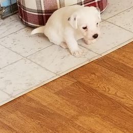 Jack Russell Terrier Puppies from Hidden Acres Working Jack Russell Terriers