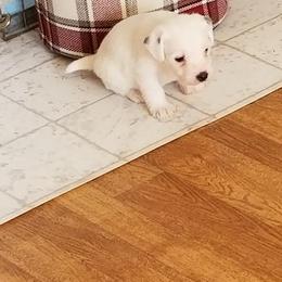 Jack Russell Terrier Puppies from Hidden Acres Working Jack Russell Terriers