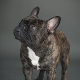 Gabriel - French Bulldog
