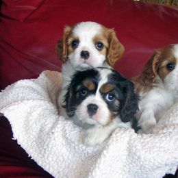 Cavalier King Charles Spaniel Puppies from Glenwood Cavaliers
