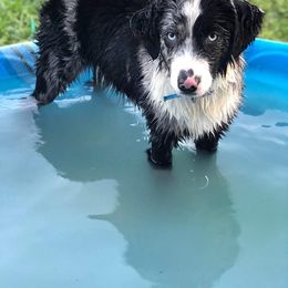 Mellie - Australian Shepherd